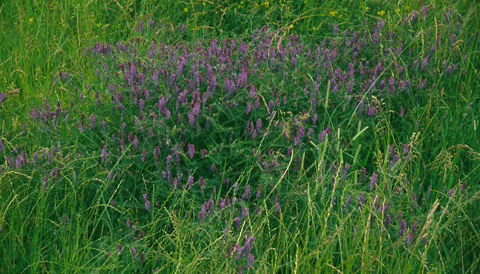 Image of bird vetch