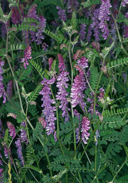 Image of bird vetch