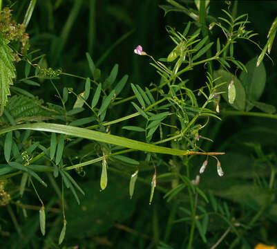 Image of lentil vetch