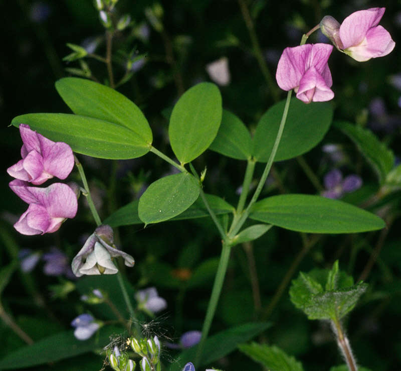 Lathyrus linifolius (Reichard) Bassler resmi