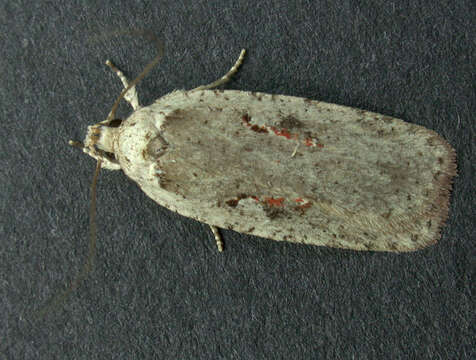 Image of Agonopterix ocellana Fabricius 1775