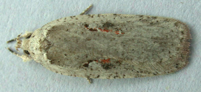 Image of Agonopterix ocellana Fabricius 1775