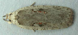 Image of Agonopterix ocellana Fabricius 1775