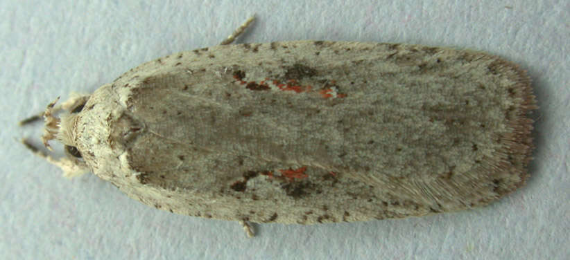 Image of Agonopterix ocellana Fabricius 1775