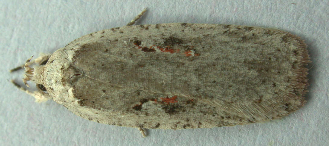 Image of Agonopterix ocellana Fabricius 1775