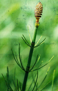 Image of Water Horsetail