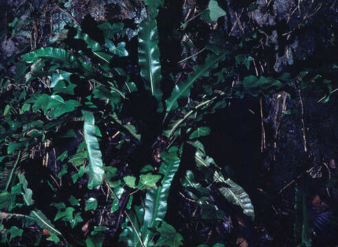 Image of Asplenium scolopendrium subsp. scolopendrium