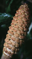 Image of field horsetail