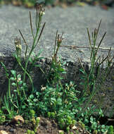 Image of hairy bittercress