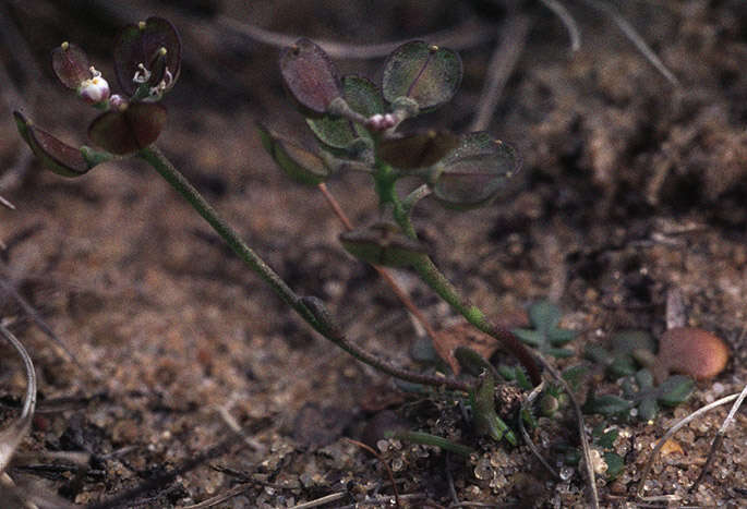 صورة Teesdalia nudicaulis (L.) W. T. Aiton