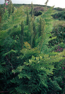 Image of Royal Fern