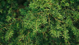 Image of <i>Taxus <i>baccata</i></i> var. baccata