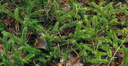 Image of Stag's-horn Clubmoss