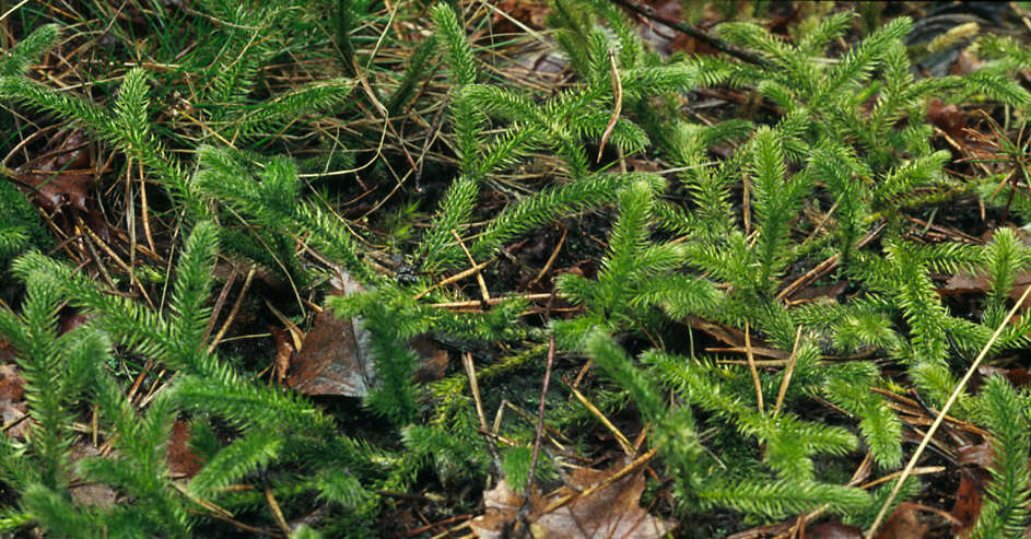 Image of Stag's-horn Clubmoss