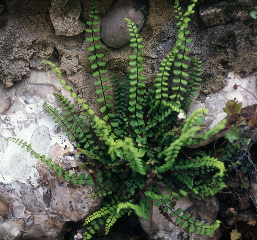 Asplenium trichomanes subsp. quadrivalens D. E. Meyer resmi