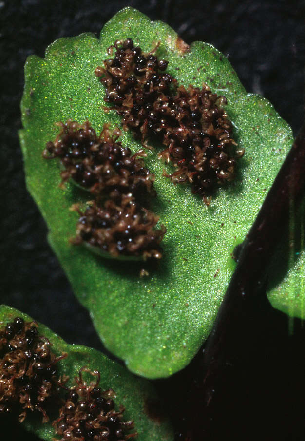 Asplenium trichomanes subsp. quadrivalens D. E. Meyer resmi