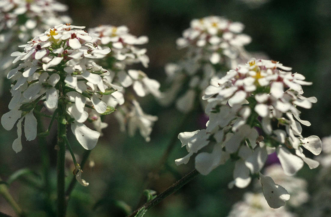 Plancia ëd Iberis amara L.