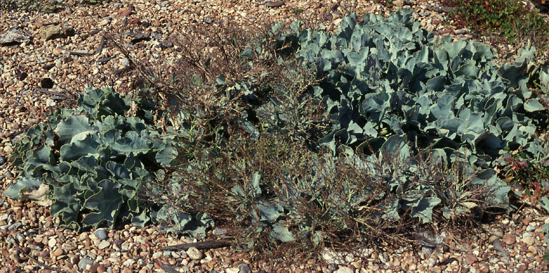 Image of sea kale