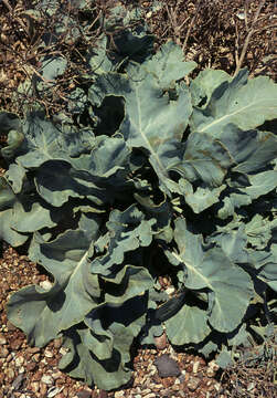 Image of sea kale