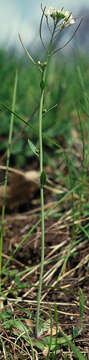 Image of Mouse-ear Cress