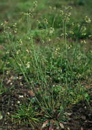 Plancia ëd Arabidopsis thaliana (L.) Heynh.