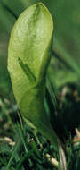Слика од Ophioglossum vulgatum L.