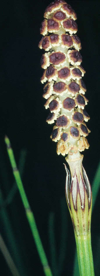 Image of Marsh Horsetail