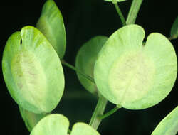 Image of field pennycress