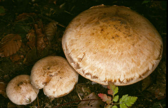 Image de Hélébome radicant