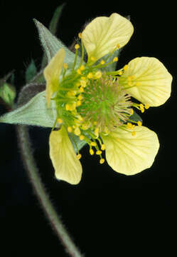 Image of Geum rivale × Geum urbanum