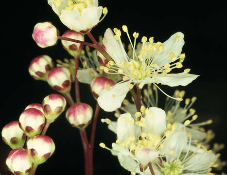 Plancia ëd Filipendula vulgaris Moench