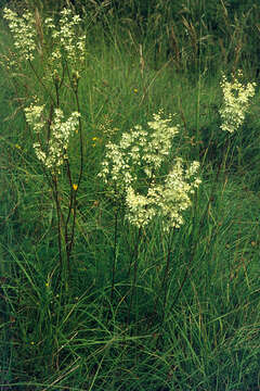 Plancia ëd Filipendula vulgaris Moench