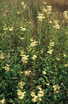 Plancia ëd Filipendula ulmaria (L.) Maxim.