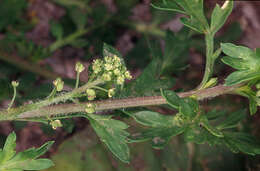 Image of Lesser swine-cress