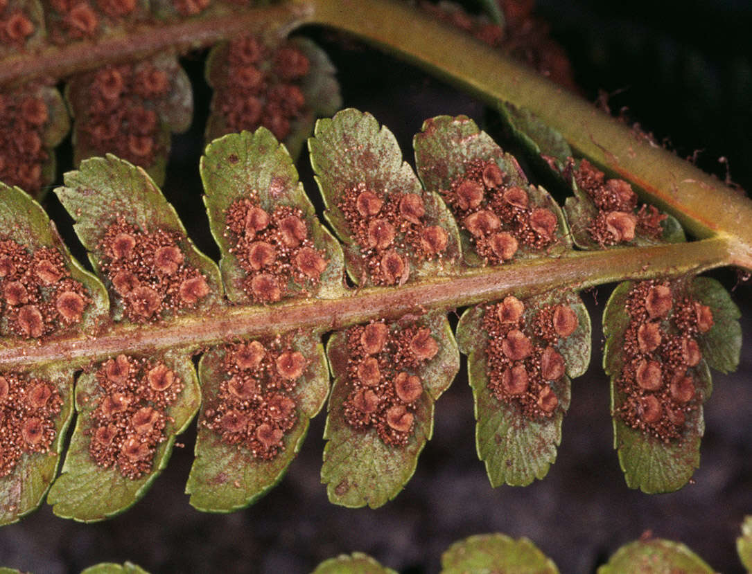 Image of male fern