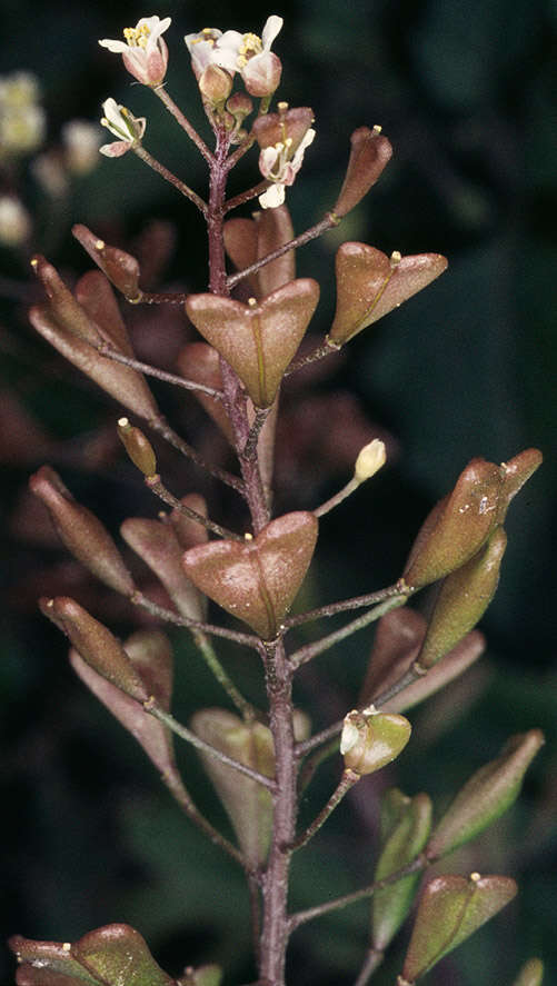 Image of shepherd's purse