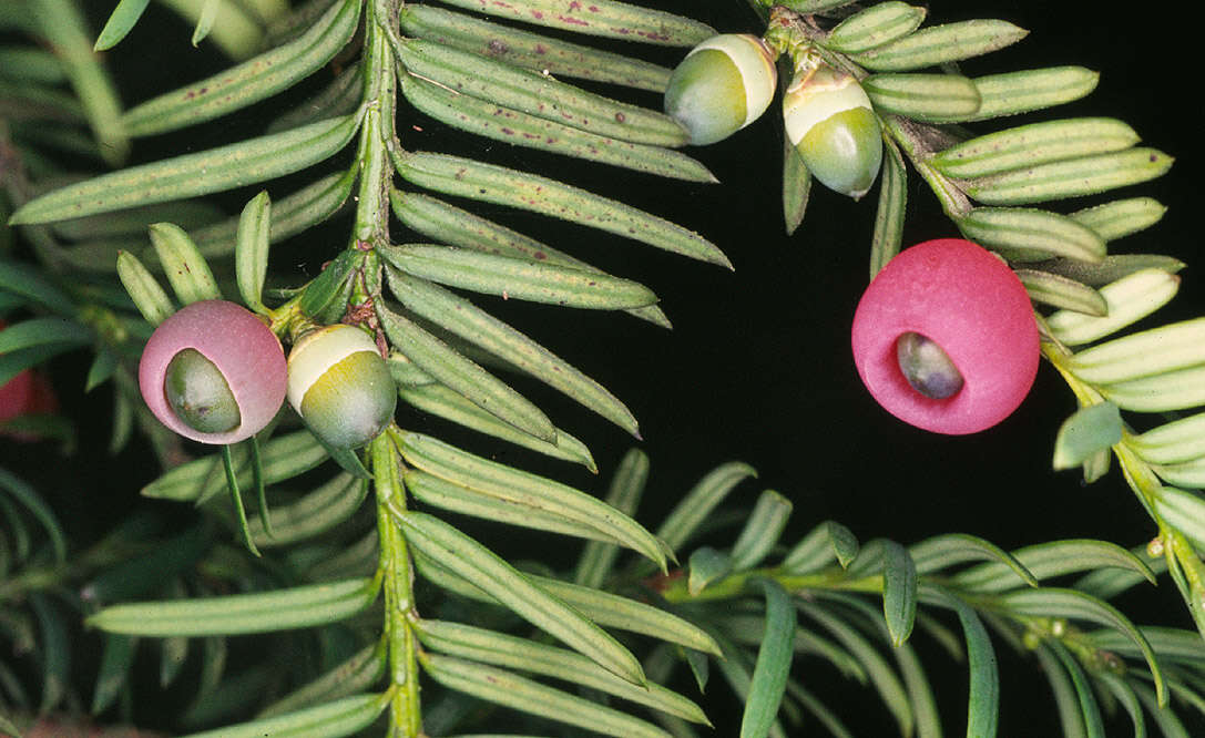 Image of <i>Taxus <i>baccata</i></i> var. baccata