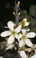 Image of Blackthorn