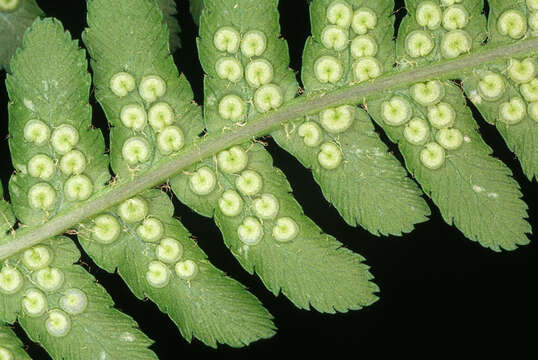 Imagem de Dryopteris filix-mas (L.) Schott