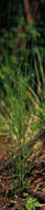 Image of Marsh Horsetail