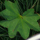 Image of smooth lady's mantle