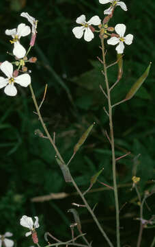 Image of cultivated radish