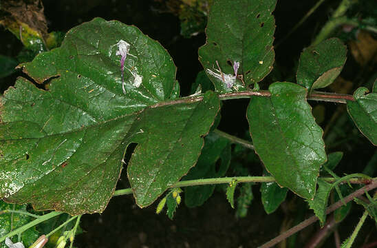 Image of cultivated radish