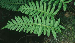 Image of common polypody