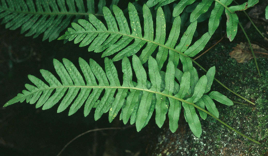 Image of common polypody