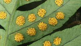 Image of common polypody