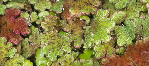 صورة Azolla filiculoides Lam.