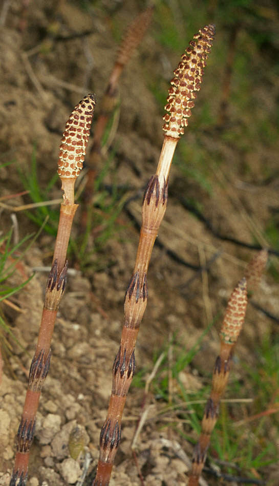 Image of field horsetail