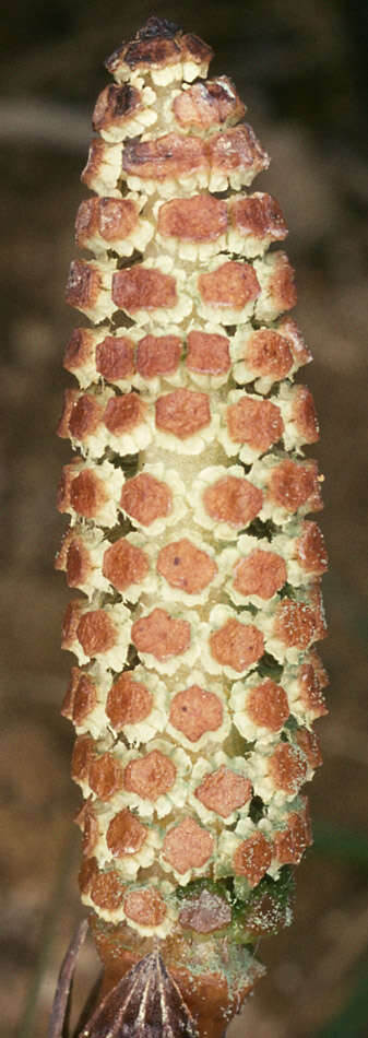 Image of field horsetail