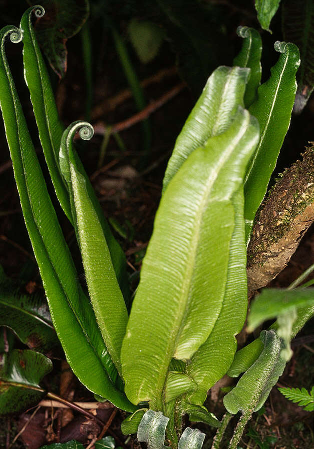 Image of Asplenium scolopendrium subsp. scolopendrium